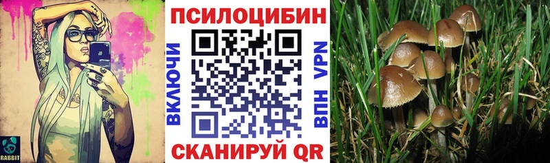 купить   Алагир  Галлюциногенные грибы Cubensis 